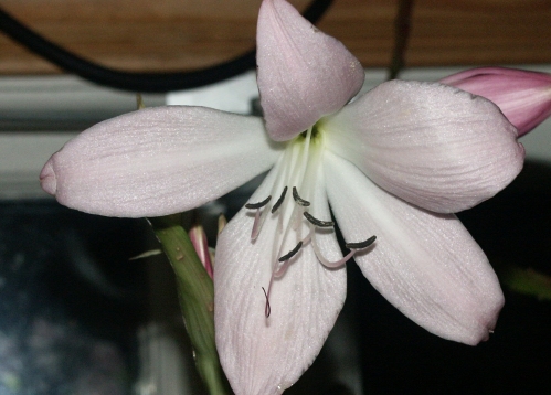 Crinum - L�kar och kn�lar.